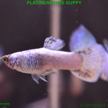 Platinum Blue Guppy Male Guppy - Nano Tanks Australia Aquarium Shop