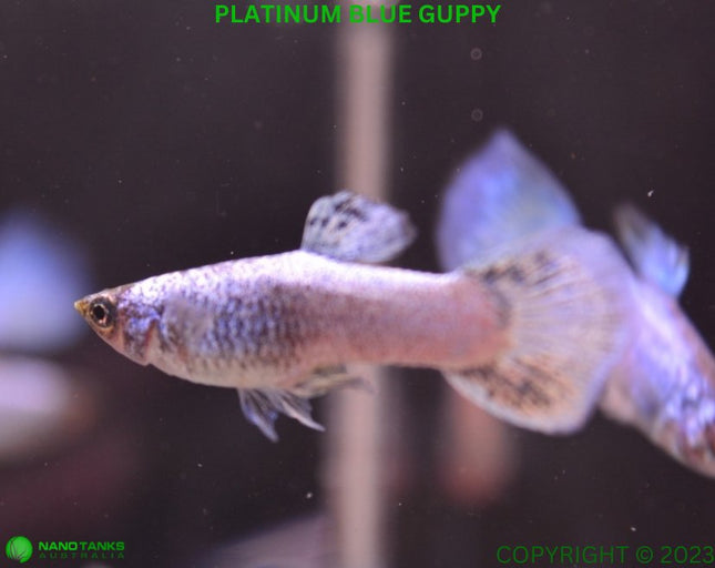 Platinum Blue Guppy Male Guppy - Nano Tanks Australia Aquarium Shop