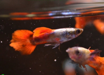 PLATINUM DUMBO EAR GUPPY Male - Nano Tanks Australia Aquarium Shop