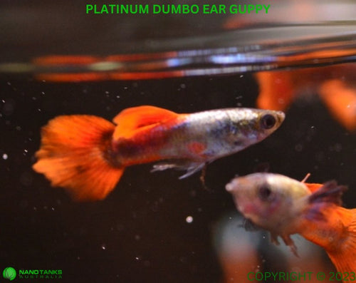 PLATINUM DUMBO EAR GUPPY Male