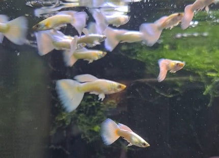 Platinum Dumbo Ear Guppy Male - Nano Tanks Australia Aquarium Shop