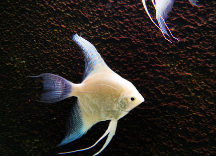 Platinum Philippine Blue Angel - Nano Tanks Australia Aquarium Shop