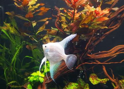 Platinum Philippine Blue Angel - Nano Tanks Australia Aquarium Shop