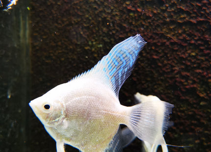 Platinum Philippine Blue Angel - Nano Tanks Australia Aquarium Shop