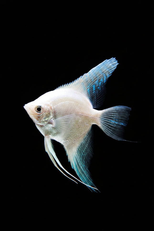 Platinum Philippine Blue Angel - Nano Tanks Australia Aquarium Shop