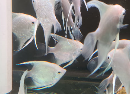 Platinum Philippine Blue Angel - Nano Tanks Australia Aquarium Shop