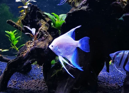 Platinum Philippine Blue Angel - Nano Tanks Australia Aquarium Shop