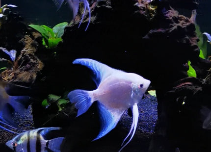 Platinum Philippine Blue Angel - Nano Tanks Australia Aquarium Shop