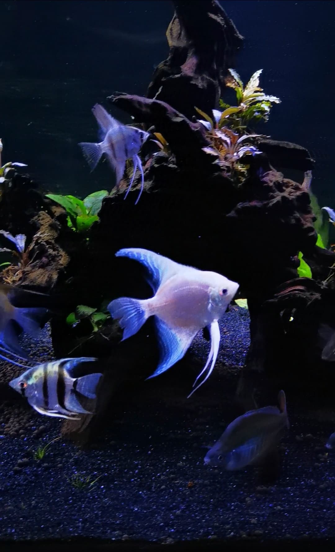 Platinum Philippine Blue Angel - Nano Tanks Australia Aquarium Shop