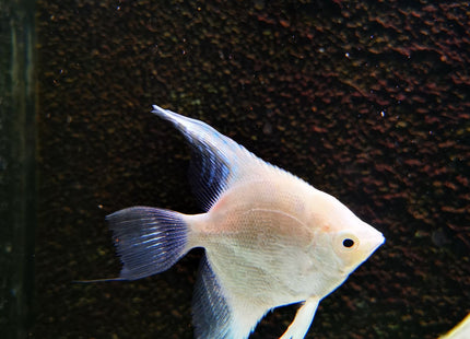 Platinum Philippine Blue Angel - Nano Tanks Australia Aquarium Shop