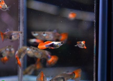 Platinum Red Tail Short Body Guppy Males and Females - Nano Tanks Australia Aquarium Shop