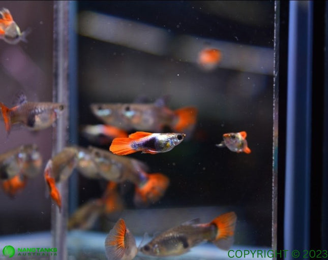 Platinum Red Tail Short Body Guppy Males and Females - Nano Tanks Australia Aquarium Shop