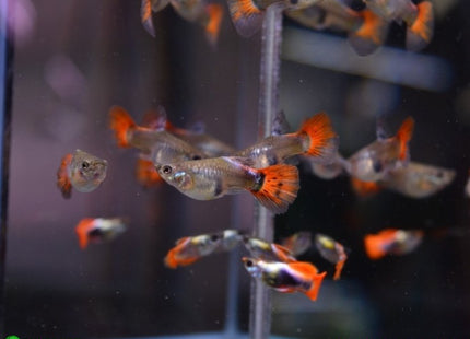 Platinum Red Tail Short Body Guppy Males and Females - Nano Tanks Australia Aquarium Shop