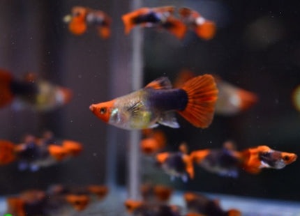 Platinum Red Tail Short Body Guppy Males and Females - Nano Tanks Australia Aquarium Shop