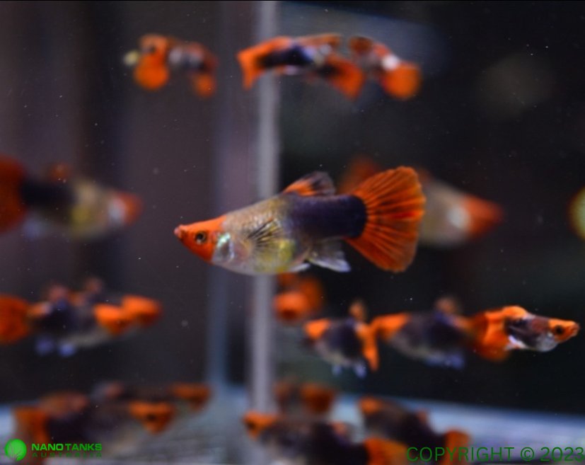 Platinum Red Tail Short Body Guppy Males and Females - Nano Tanks Australia Aquarium Shop