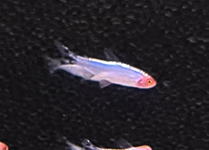 Platinum Rummynose Tetra - Nano Tanks Australia Aquarium Shop