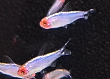 Platinum Rummynose Tetra - Nano Tanks Australia Aquarium Shop