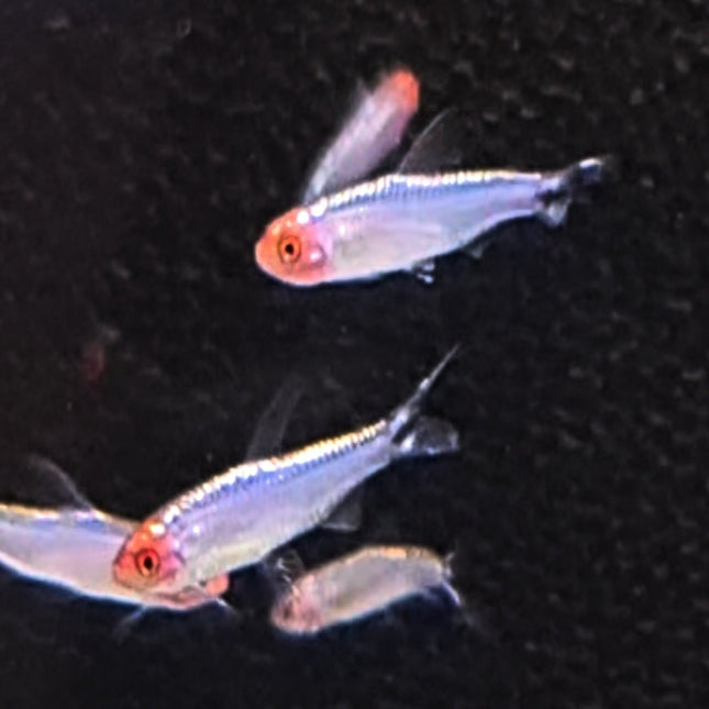 Platinum Rummynose Tetra - Nano Tanks Australia Aquarium Shop