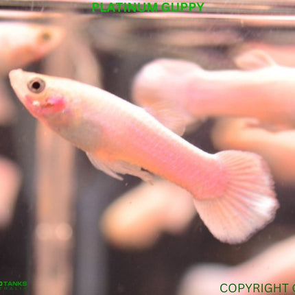 Platinum White Guppy Males - Nano Tanks Australia Aquarium Shop