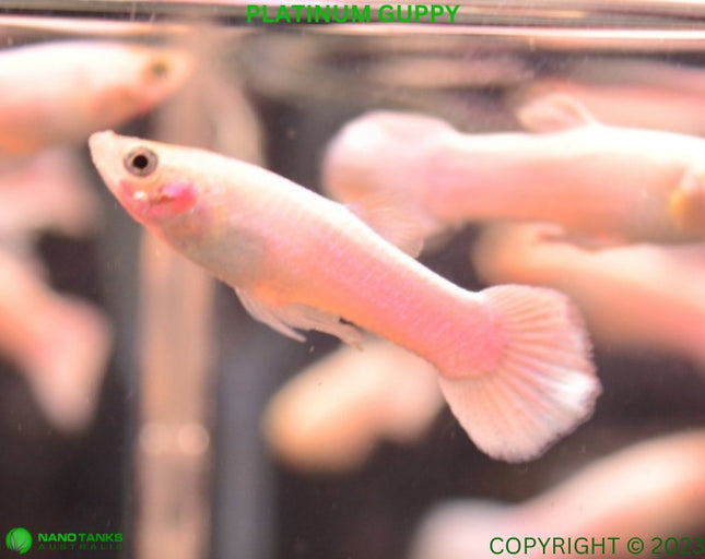 Platinum White Guppy Males - Nano Tanks Australia Aquarium Shop