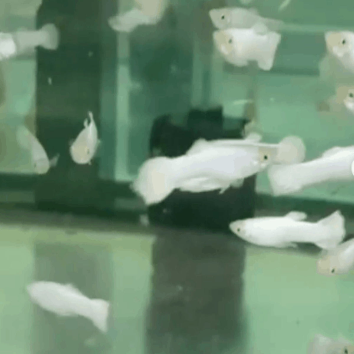 Platinum White Guppy Males - Nano Tanks Australia Aquarium Shop