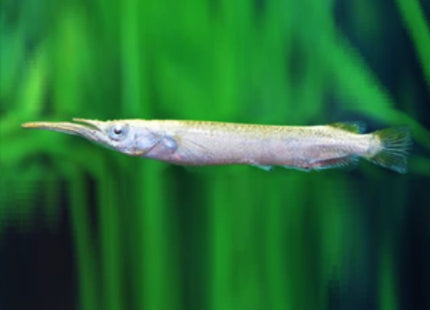 Platinum Wrestling Half Beaks halfbeak - Nano Tanks Australia Aquarium Shop