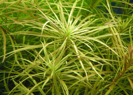 Pogostemon Stellata (Submerged) 5 stems 10cm long - Nano Tanks Australia Aquarium Shop