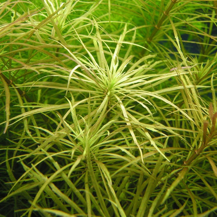 Pogostemon Stellata (Submerged) 5 stems 10cm long - Nano Tanks Australia Aquarium Shop