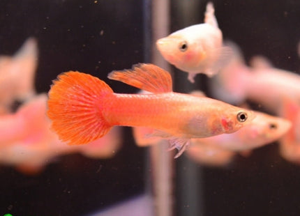 Powder Pink Guppy Male - Nano Tanks Australia Aquarium Shop