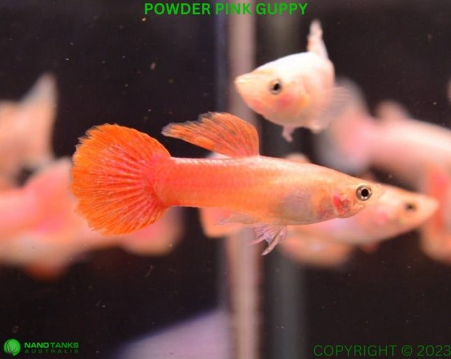 Powder Pink Guppy Male - Nano Tanks Australia Aquarium Shop