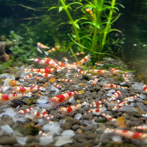 PRL Crystal Shrimps (Pure Red Line) - Nano Tanks Australia Aquarium Shop