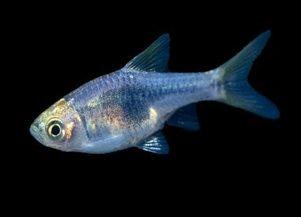 Purple Harlequin Rasbora - Nano Tanks Australia Aquarium Shop