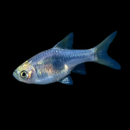 Purple Harlequin Rasbora - Nano Tanks Australia Aquarium Shop