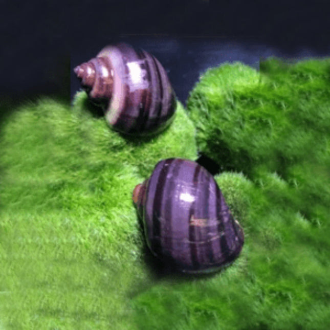 Purple Mystery Snails - Nano Tanks Australia Aquarium Shop