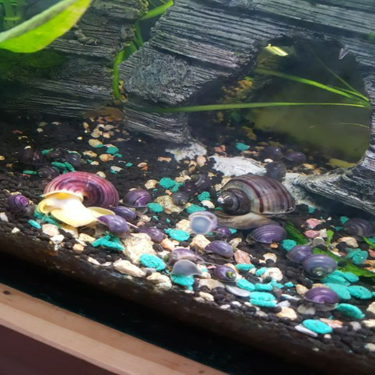 Purple Mystery Snails - Nano Tanks Australia Aquarium Shop