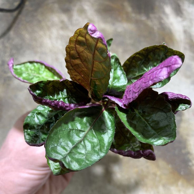 Purple Waffle - Nano Tanks Australia Aquarium Shop