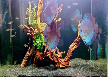 Quan Wood aka Heavy Sinking Driftwood - Nano Tanks Australia Aquarium Shop