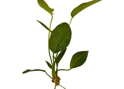 Radican Sword ECHINODORUS CORDIFOLIUS Supplied Bare root - Nano Tanks Australia Aquarium Shop