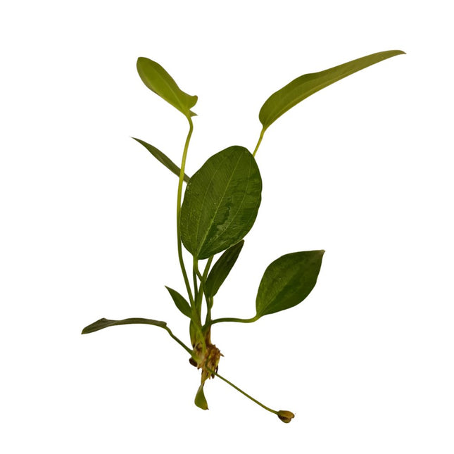 Radican Sword ECHINODORUS CORDIFOLIUS Supplied Bare root - Nano Tanks Australia Aquarium Shop