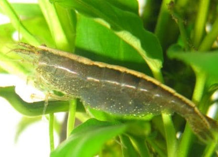 [RARE] Caridina Typus Australian Amano Shrimp - Nano Tanks Australia Aquarium Shop