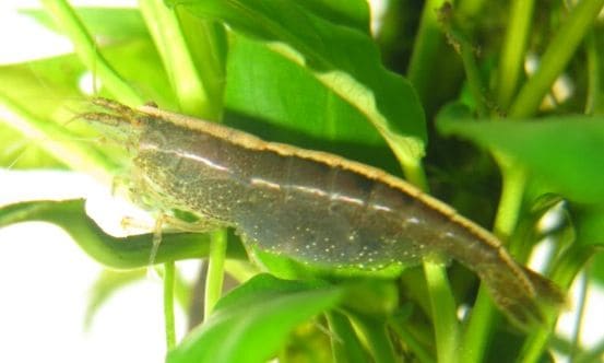 [RARE] Caridina Typus Australian Amano Shrimp - Nano Tanks Australia Aquarium Shop