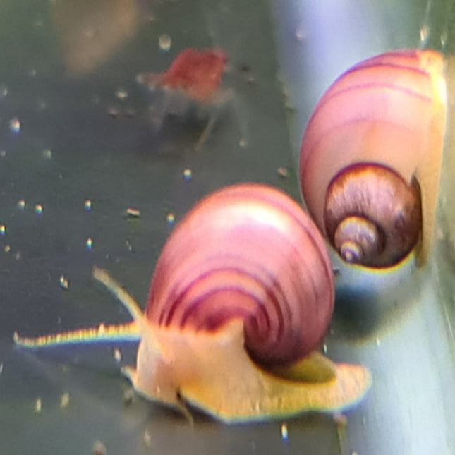 RARE: Magenta Mystery Snail - Nano Tanks Australia Aquarium Shop