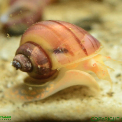 RARE: Magenta Mystery Snail - Nano Tanks Australia Aquarium Shop