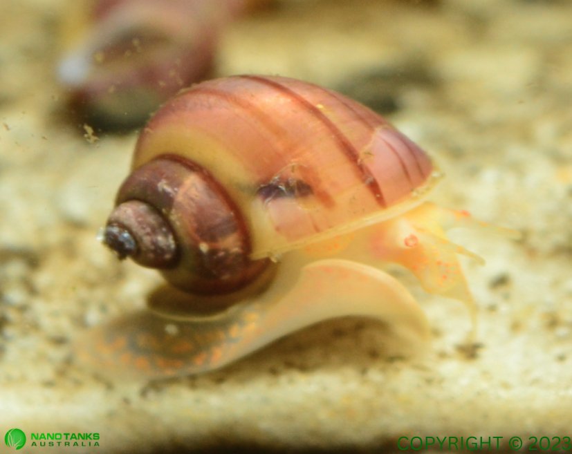 RARE: Magenta Mystery Snail - Nano Tanks Australia Aquarium Shop