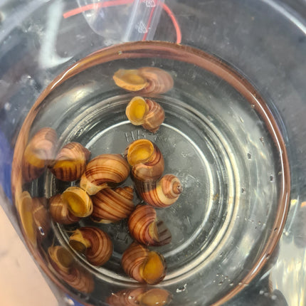 RARE: Magenta Mystery Snail - Nano Tanks Australia Aquarium Shop