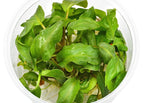 In Tissue Culture (10+ Plantlets)