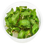 In Tissue Culture (10+ Plantlets)