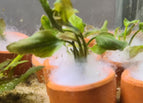 In Terracotta Pot