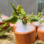 In Terracotta Pot