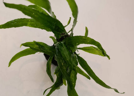 RARE Spoon leaf Java Fern - Nano Tanks Australia Aquarium Shop